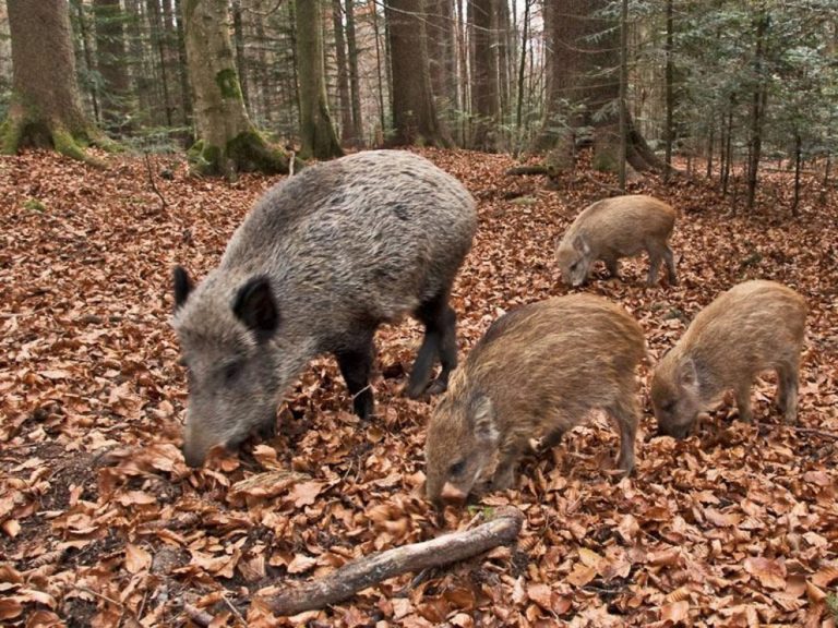 Parco delle Madonie: confronto su emergenza fauna selvatica