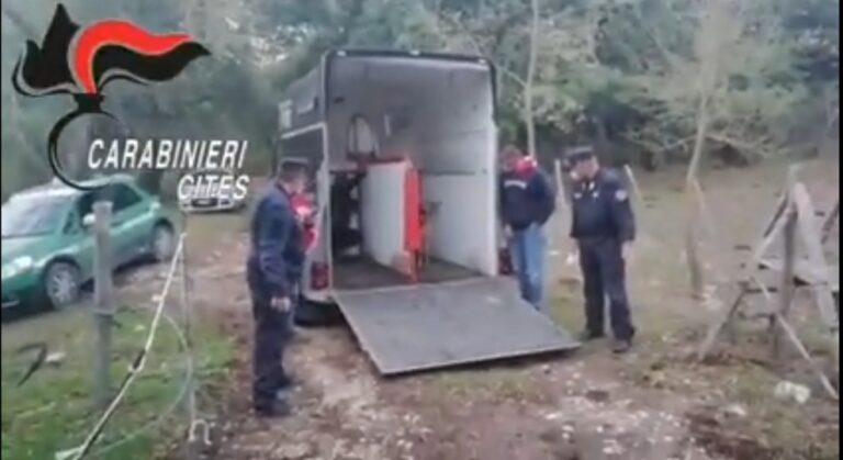 Carabinieri fortestali: tornano liberi due daini in provincia di Palermo – IL VIDEO