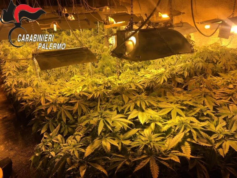 Scoperta piantagione marijuana, Carabinieri arrestano un ventenne