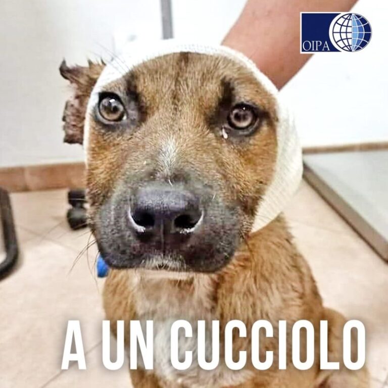 Bambini mozzano le orecchie ad un cane randagio, i familiari: “Volevano renderlo più bello”