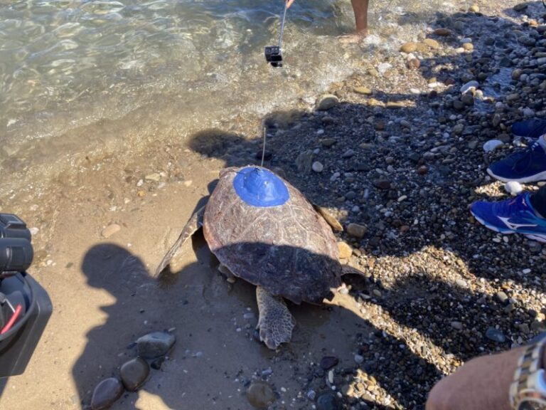 Liberata una tartaruga caretta caretta nelle acque di Termini Imerese