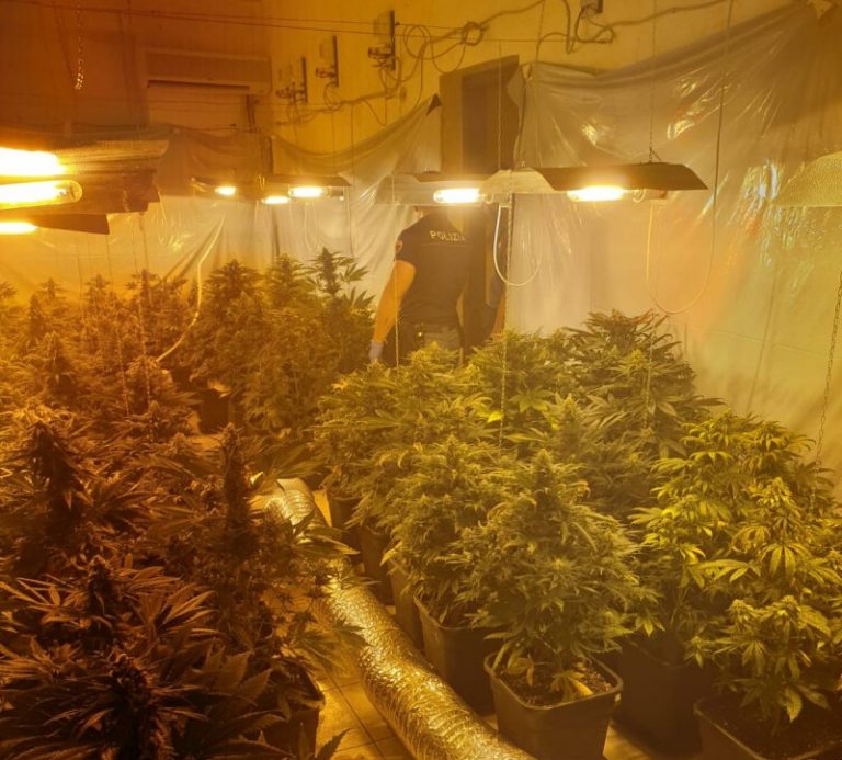 Polizia scopre serra indoor di marijuana in un appartamento