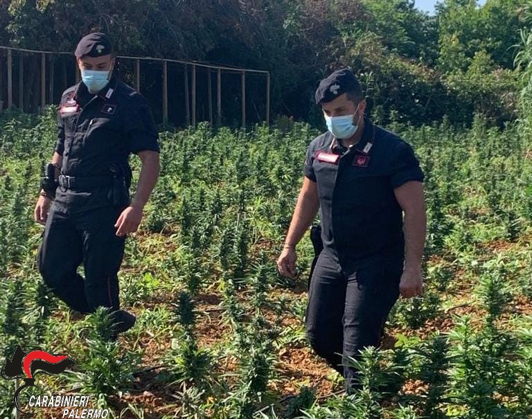 Piantagione di cannabis con luce a scrocco, uomo arrestato dai carabinieri