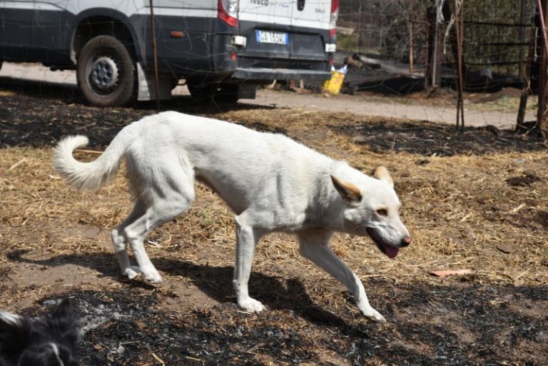 Devastante incendio a Caccamo: il video in cui un cane mette in salvo il gregge