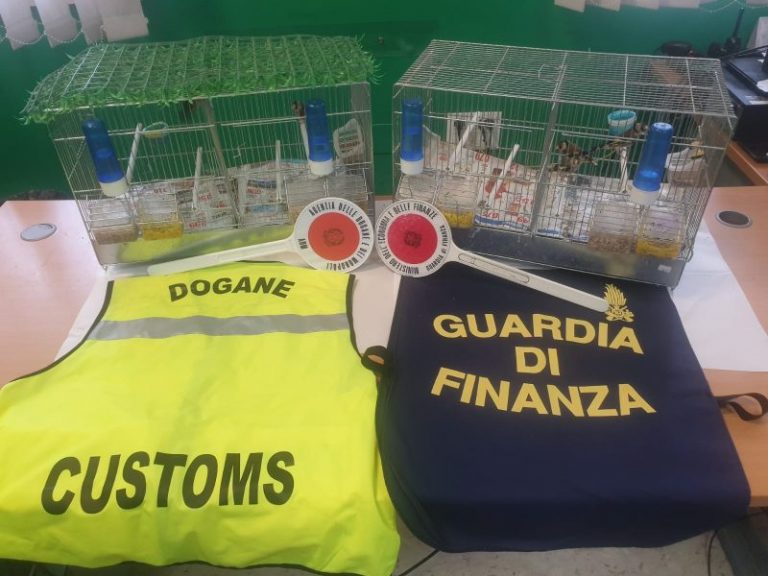 Guardia di finanza: bloccato tunisino mentre tentava di esportare cinque esemplari di specie protetta