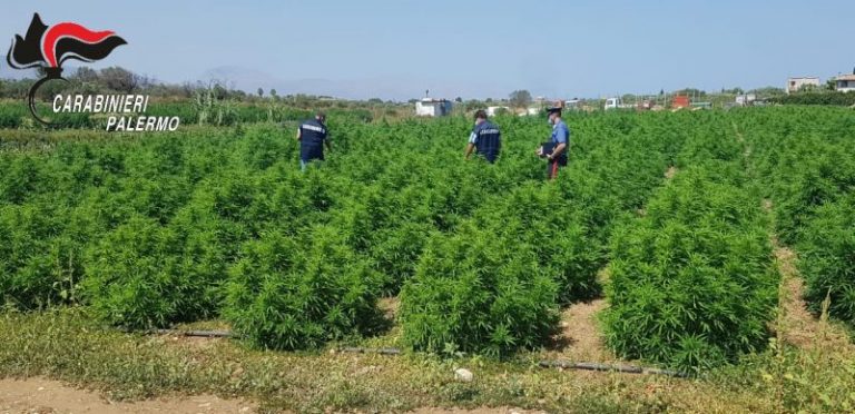 Controlli alle aziende in provincia di Palermo, scovati cinque lavoratori in nero e due con il reddito di cittadinanza