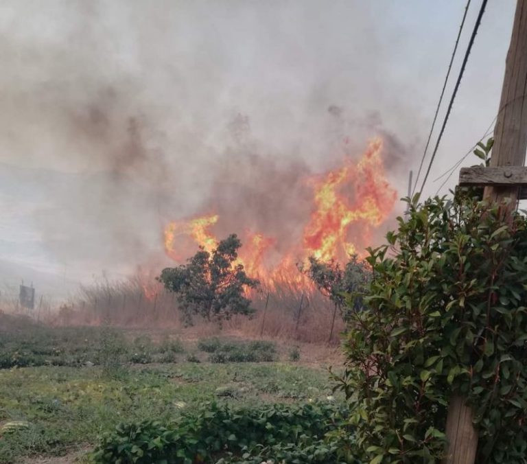 Inferno di fuoco in una stalla a Palermo: carbonizzato un vitellino