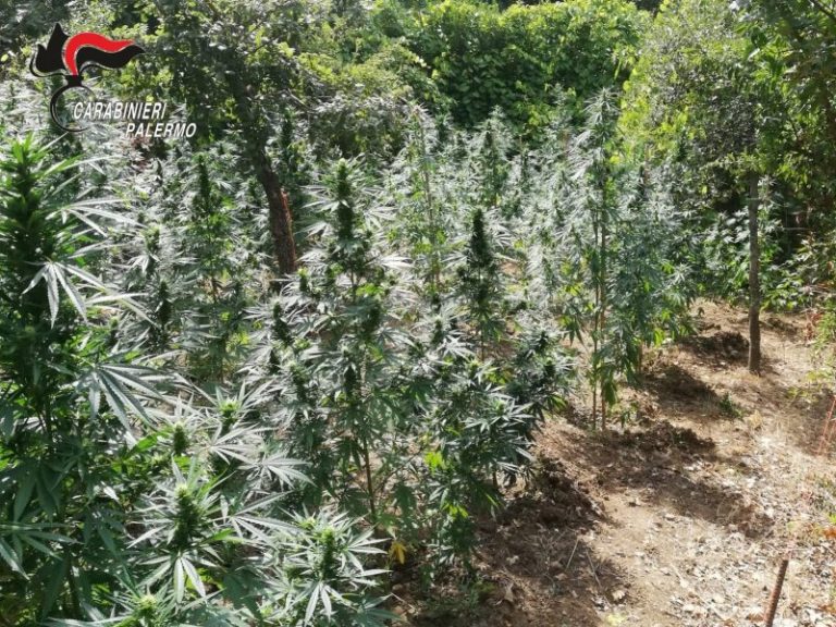 Cannabis terapeutica, Scilla: «Un avviso pubblico per realizzare l’intera filiera anche in Sicilia»