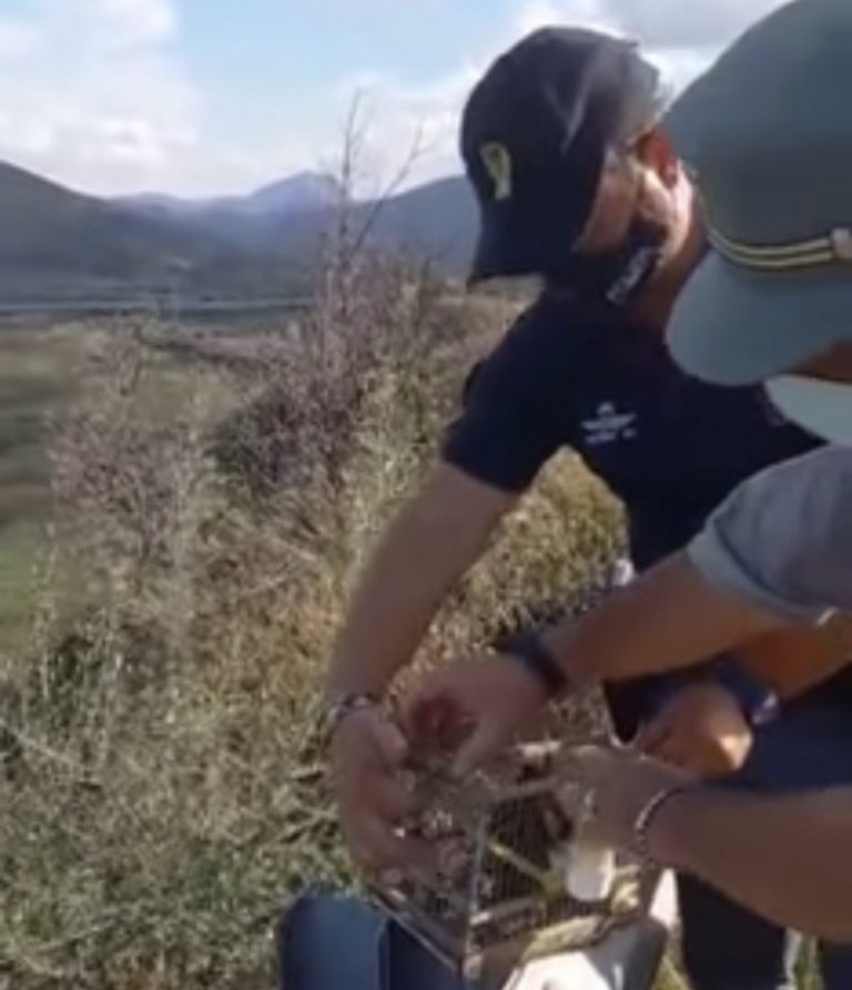 I poliziotti del commissariato di Termini Imerese salvano nove cardellini VIDEO