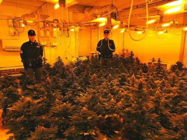 Provincia di Palermo: scoperta dalla polizia una piantagione indoor di marijuana all’interno di una villetta