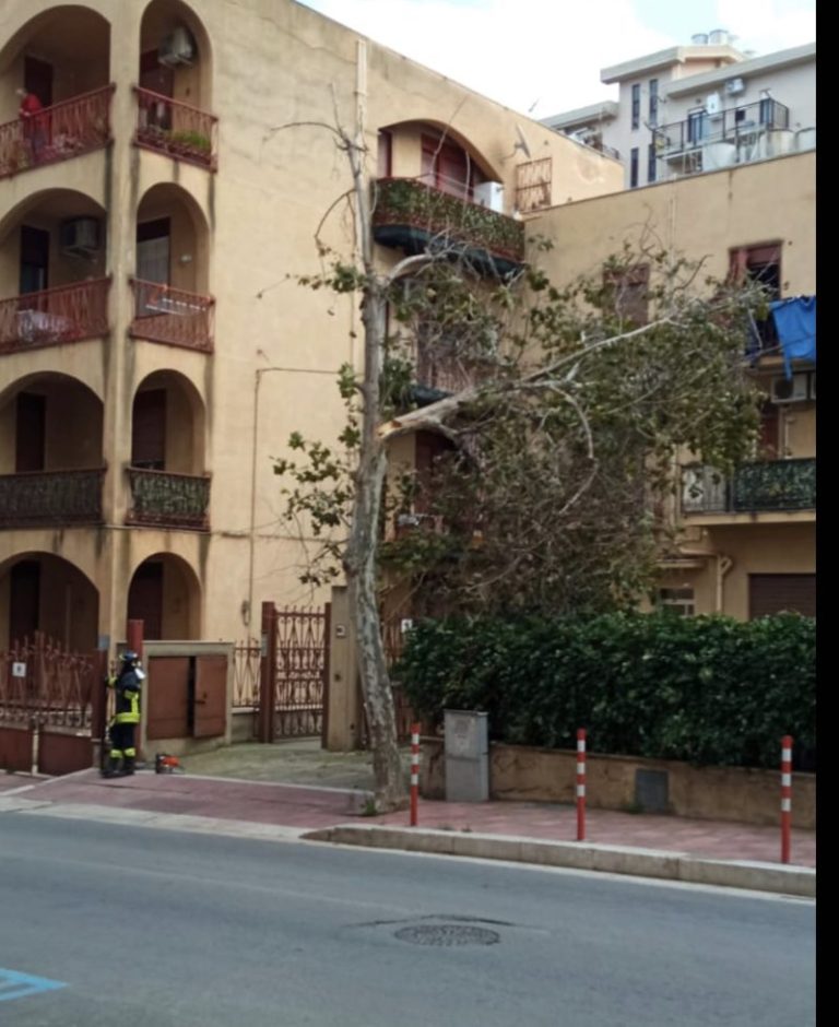 Forte vento a Termini Imerese: albero si abbatte su palazzo in via Falcone e Borsellino FOTO