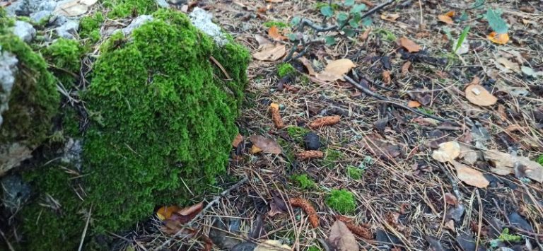 La rabbia dei forestali siciliani: “Da mesi senza stipendio”