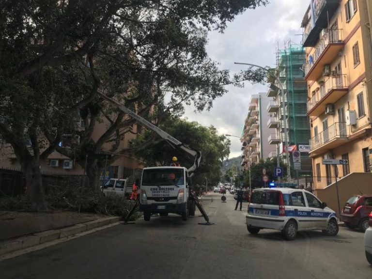 Termini Imerese: al via la potatura degli alberi, traffico rallentato in via Falcone e Borsellino