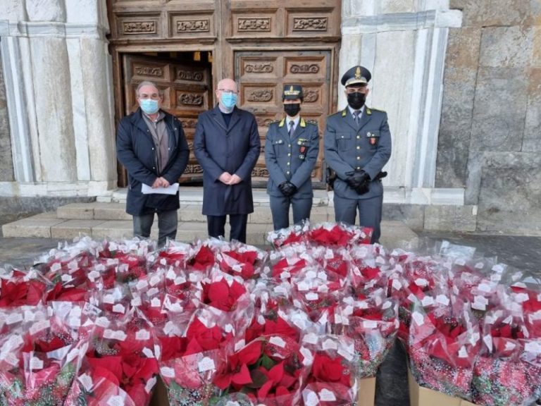 Guardia di finanza: sequestrate 84 stelle di natale ad ambulante di Cefalù