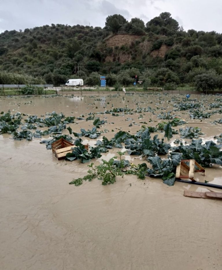 Maltempo: esonda il fiume Torto, agricoltura in ginocchio a Cerda, Sciara e nelle basse Madonie