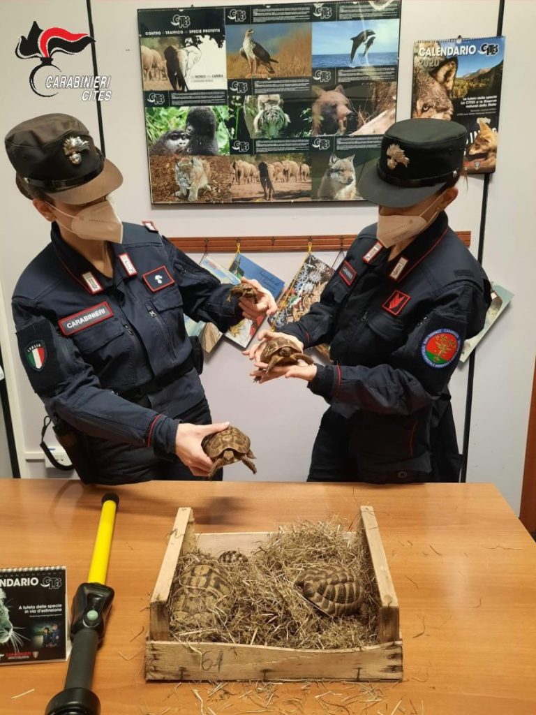 Carabinieri Cites: traffico di animali in via d’estinzione, 23 denunciati