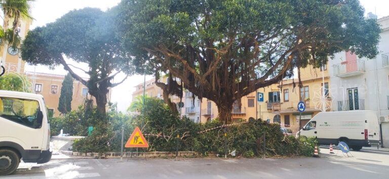 La segnalazione dei lettori di Himeralive: “Gli alberi potati sono a rischio sofferenza”