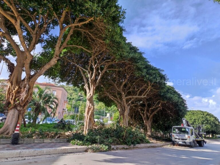 Termini Imerese: al via i lavori di potatura degli alberi in zona Torracchio e Marina