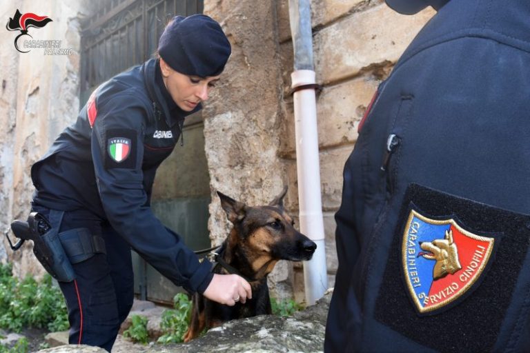 Scoperta piantagione indoor di marijuana, arrestati due coniugi a Palermo