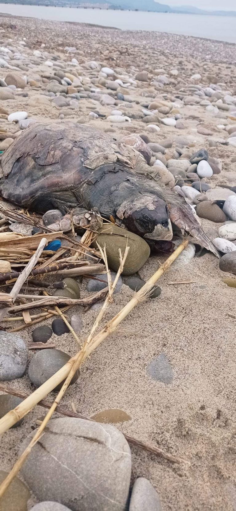 Termini Imerese: carcassa di tartaruga caretta caretta ritrovata a Torre Battilamano FOTO