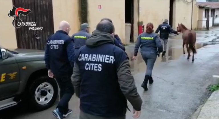 Corse clandestine di cavalli a Palermo: carabinieri identificano un fantino e ritrovano un cavallo VIDEO