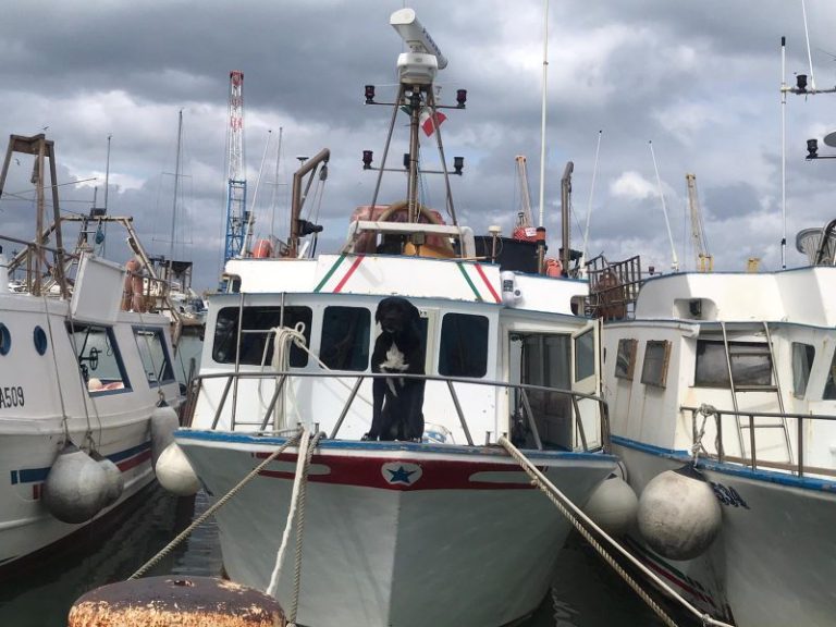 Termini Imerese: la storia di Ettore il cane con la passione del mare