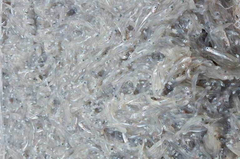 Capitaneria di Porto:  sequestrati  1.800 chili di pesce e grandi quantità di neonata