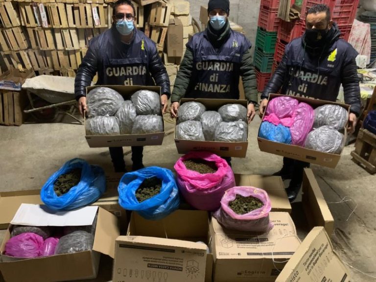 Scoperta piantagione in provincia di Palermo: sequestrate oltre 1000 piantine di marijuana, un arresto VIDEO