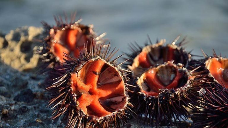 Palermo: sequestrati 7.500 ricci di mare, denunciati quattro pescatori di frodo