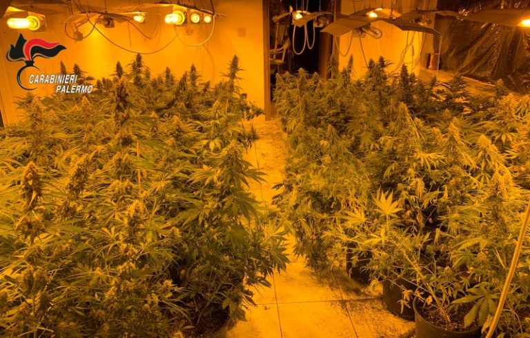 Centinaia di piante di cannabis coltivate in villa in provincia di Palermo: carabinieri eseguono due misure cautelari