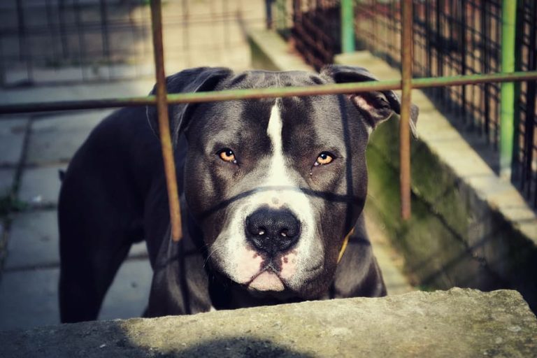 Donna azzannata da Pitbull: è in gravi condizioni