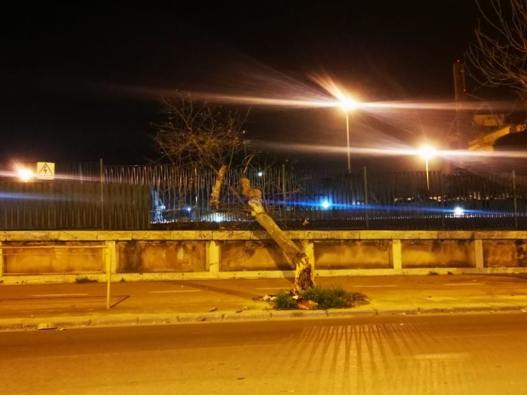 Danni causati dal vento a Palermo, Gelarda: “Contro la natura poco si può, ma a Palermo gli alberi cadono pure senza vento”