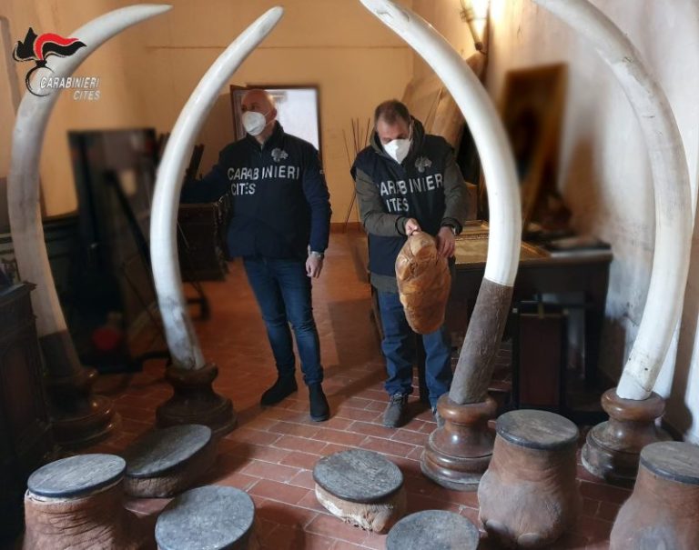 Carabinieri: sequestrate in provincia di Palermo quattro zanne d’avorio di elefante e altri manufatti