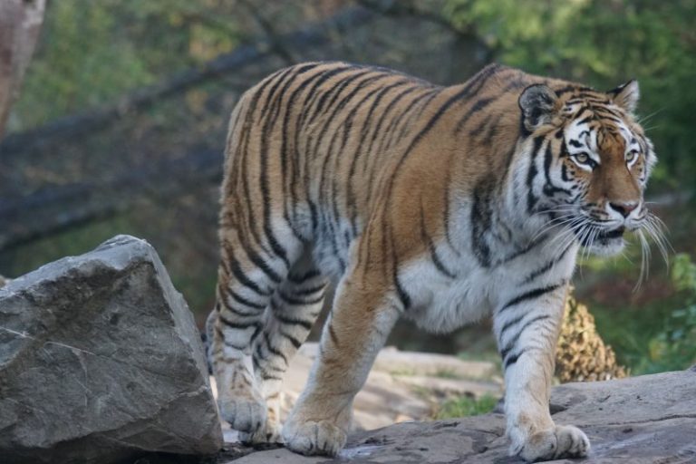 Momenti di panico nel ragusano: tigre fugge da gabbia circo e uccide un pony