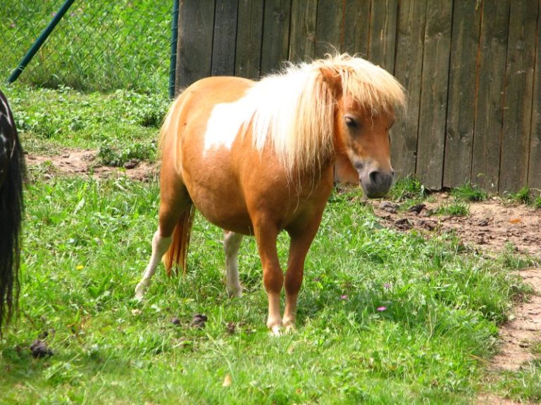 Sicilia: pony trascinato con auto per tre chilometri sull’asfalto, l’animale è stato abbattuto