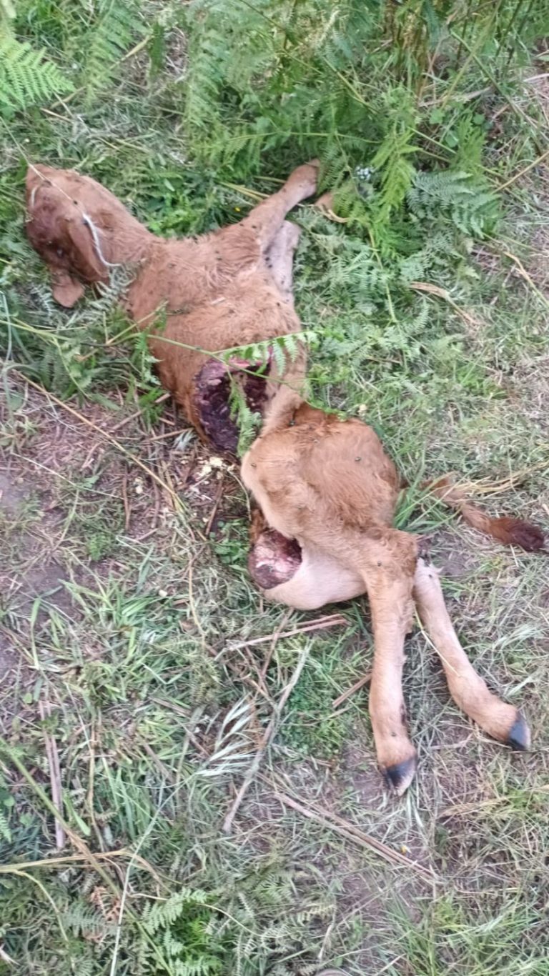 Montemaggiore Belsito: attacco dei suidi al bestiame, l’allarme degli allevatori