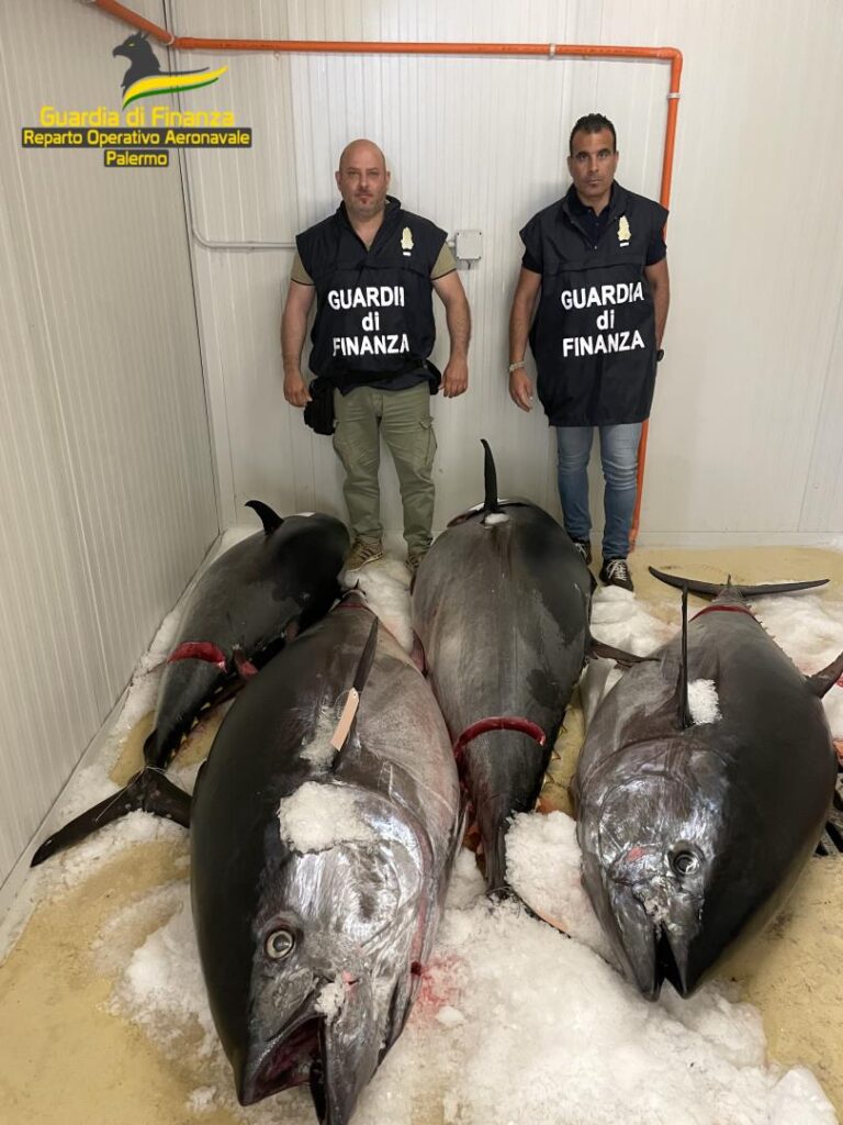 Sequestrati 1450 chilogrammi di tonno rosso pescato in modo illegale