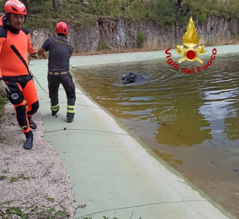 Vitello cade in laghetto artificiale in provincia di Palermo: recuperato dai vigili del fuoco  FOTO