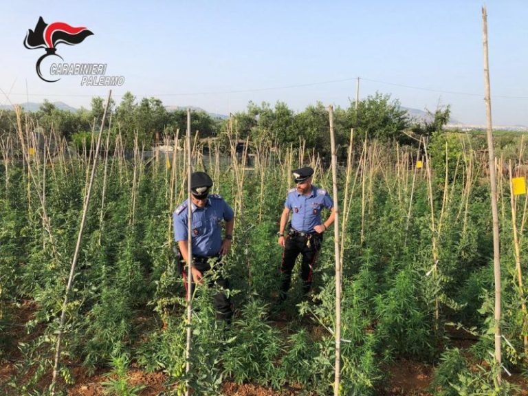 Scoperta piantagione di marijuana tra gli ortaggi in provincia di Palermo: denunciato uomo di 56 anni