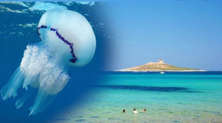 Temperature alte e mare caldo: Isola delle Femmine invasa dalle meduse