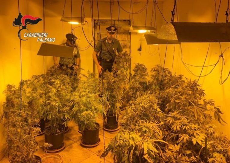 Casolare di campagna adibito a serra indoor: due arresti per coltivazione di cannabis