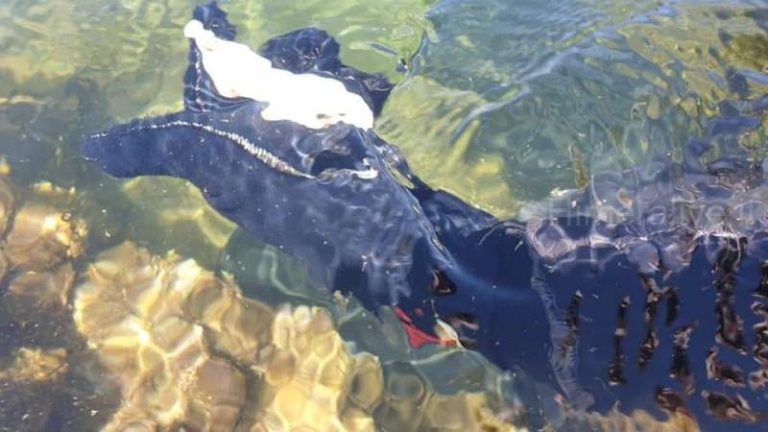 La Madonnina nel fondo del mare di Isola delle Femmine