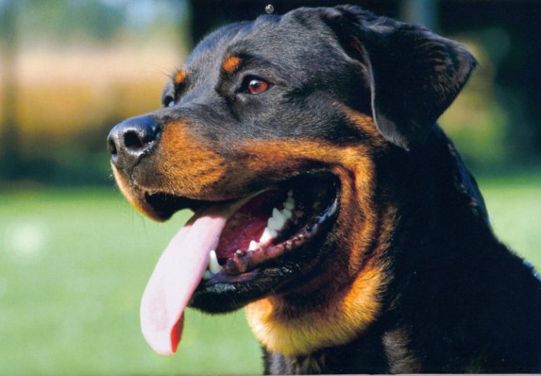 Bimba aggredita da un rottweiler: grave in ospedale