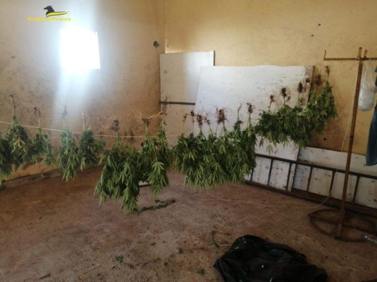 Guardia di Finanza: sequestrata piantagione di marijuana FOTO E VIDEO