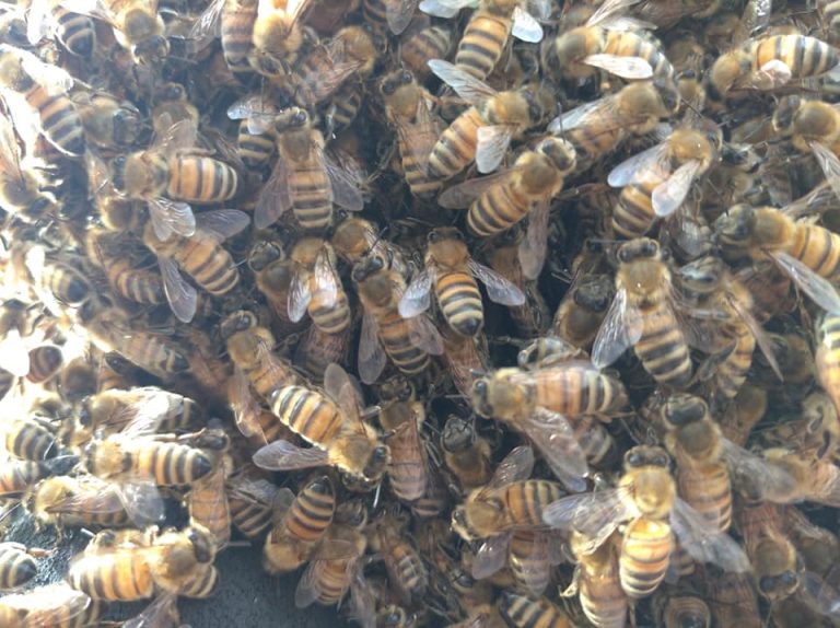 Sciame di api e calabroni uccide operaio di 59 anni: è andato in shock anafilattico