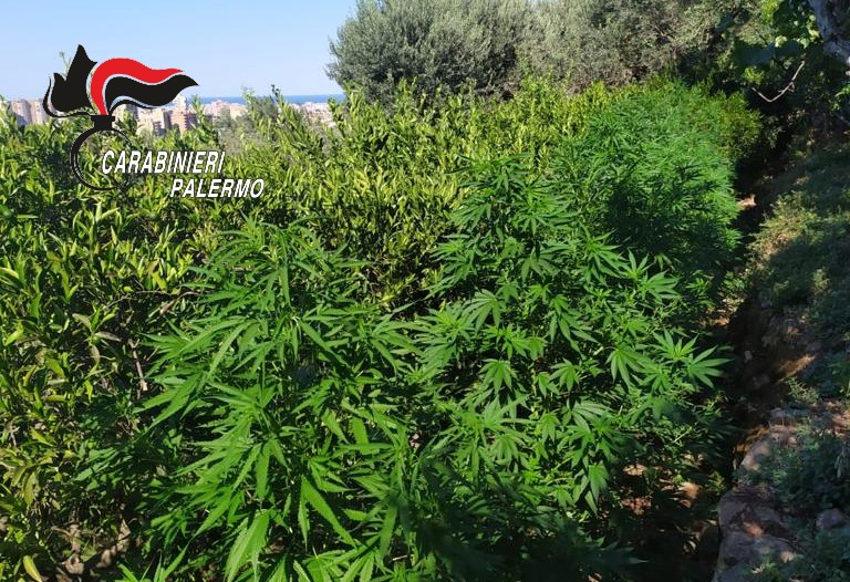 Scoperta piantagione di cannabis a Palermo: arrestato un 24enne