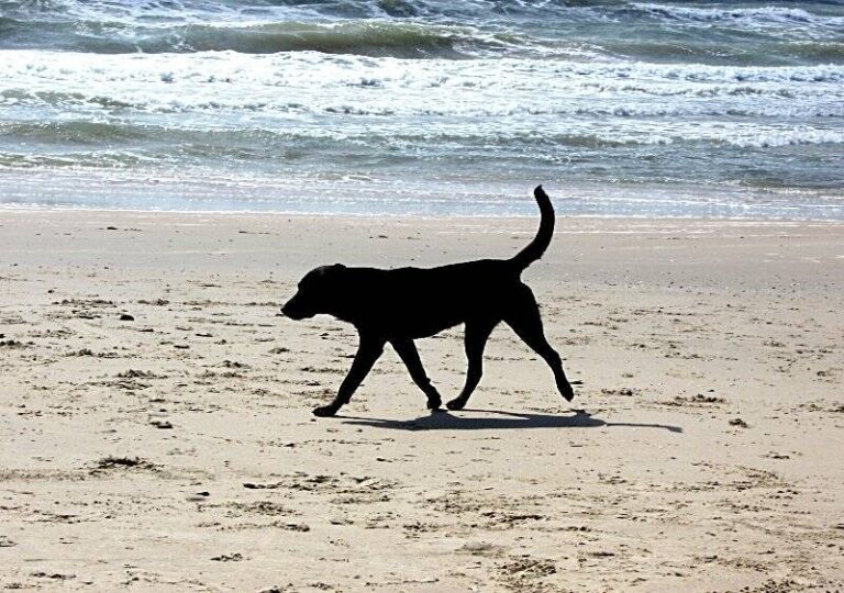 Cane azzanna padrone in spiaggia: trasportato al Civico di Palermo in gravi condizioni