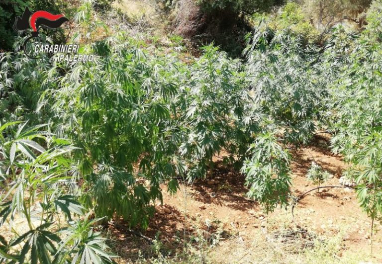 Scoperte due piantagioni di Cannabis in provincia di Palermo: arrestato un 51enne