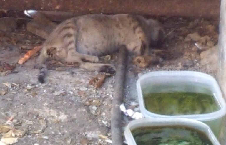 Termini Imerese: avvelenati gatti in zona Villa Palmeri FOTO