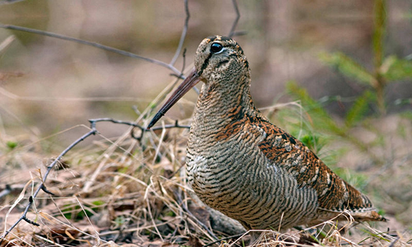 Fauna, progetto monitoraggio Beccaccia in Sicilia: riaprono i termini per partecipare al corso di formazione